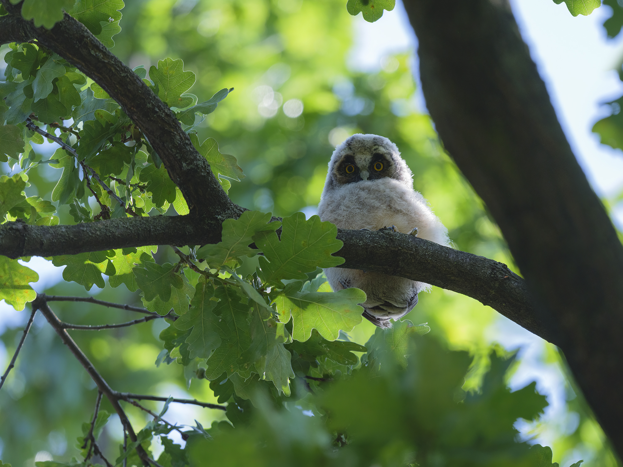 Waldohreule (Asio otus)